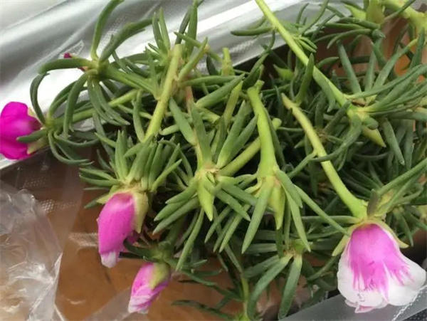 可以扦插的花卉种类有哪些(春天推荐这几种)