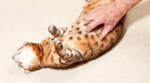 每天坚持揉肚子的好处和坏处(有几点要注意)