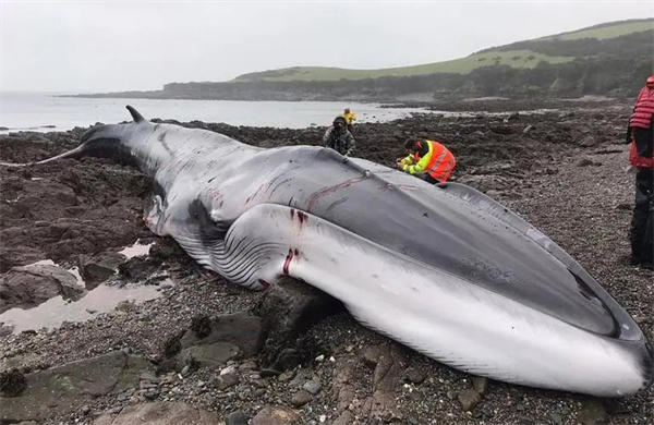 揭秘鲸鱼总搁浅原因(鲸鱼是很聪明的)