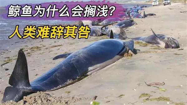 揭秘鲸鱼总搁浅原因(鲸鱼是很聪明的)