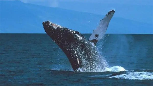 揭秘鲸鱼总搁浅原因(鲸鱼是很聪明的)