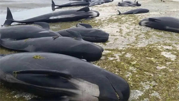 揭秘鲸鱼总搁浅原因(鲸鱼是很聪明的)