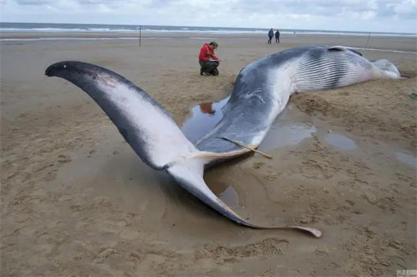 鲸鱼搁浅被成功解救归海后能存活吗(网友说可以装个跟踪器)