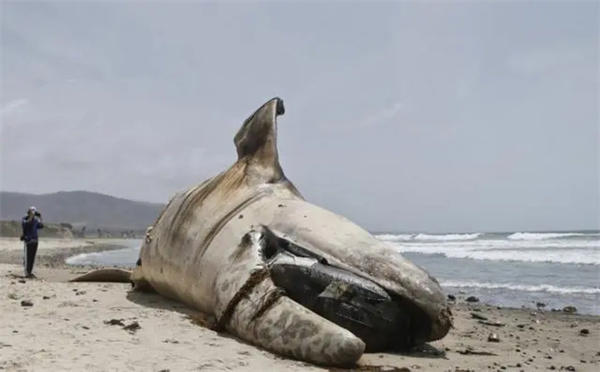 鲸鱼搁浅被成功解救归海后能存活吗(网友说可以装个跟踪器)