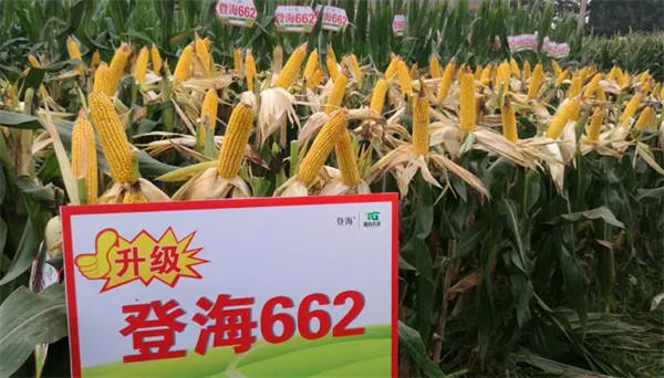 登海种业公司简介(这样的巨头公司值得国人自豪)