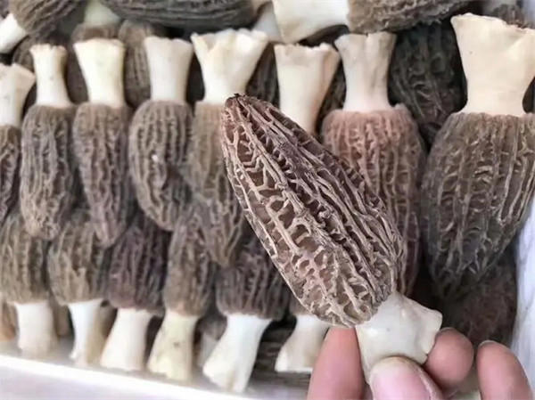 羊肚菌价格多少钱一斤(很多农民靠他致富)