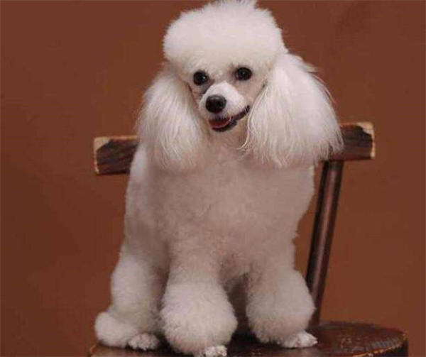 最受欢迎狗狗品种排行榜前十名(拉布拉多排第一)