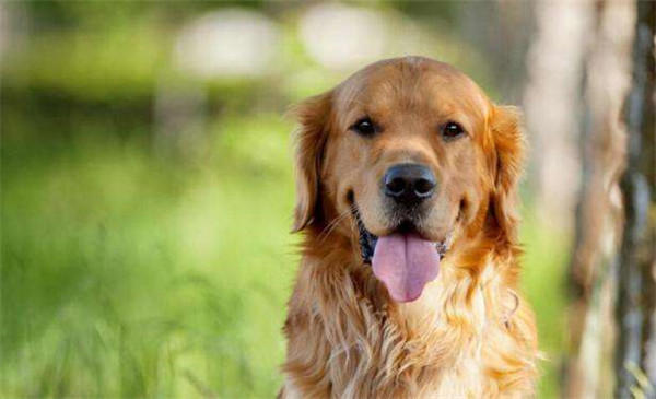 最受欢迎狗狗品种排行榜前十名(拉布拉多排第一)