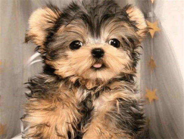 最受欢迎狗狗品种排行榜前十名(拉布拉多排第一)