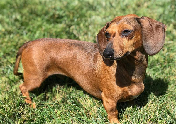 最受欢迎狗狗品种排行榜前十名(拉布拉多排第一)