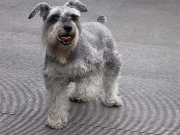 最受欢迎狗狗品种排行榜前十名(拉布拉多排第一)