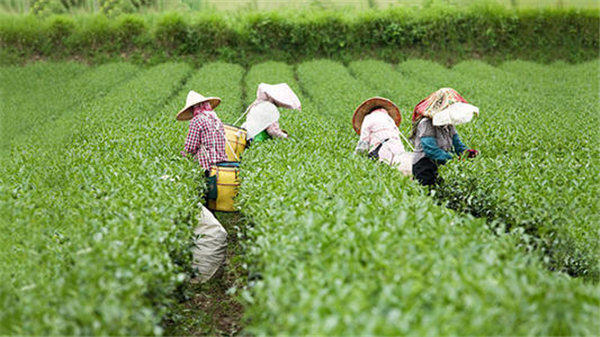 实体店的茶叶都很贵,网上99元的却很火,这是为什么呢?