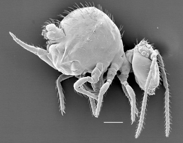 草蛇灰线,伏脉千里是什么意思(今天详细讲一下草蛇灰线)