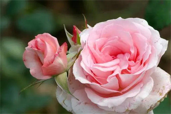 种月季的人为什么那么多(说下个人种月季的体验)