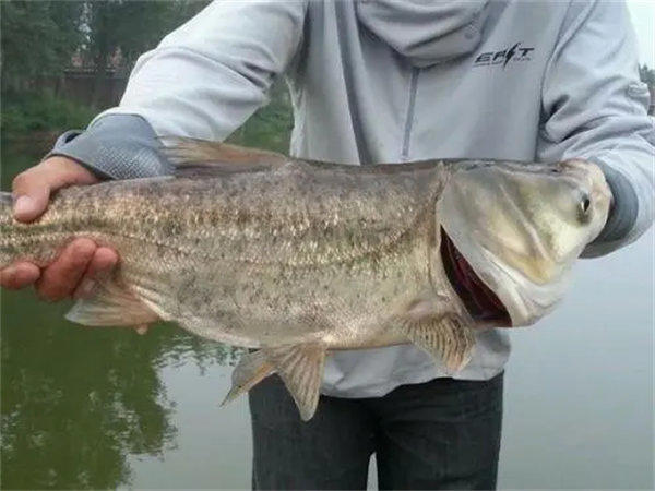 花白鲢长水霉病了怎么回事有什么办法能解决(养鲢鱼的必看)