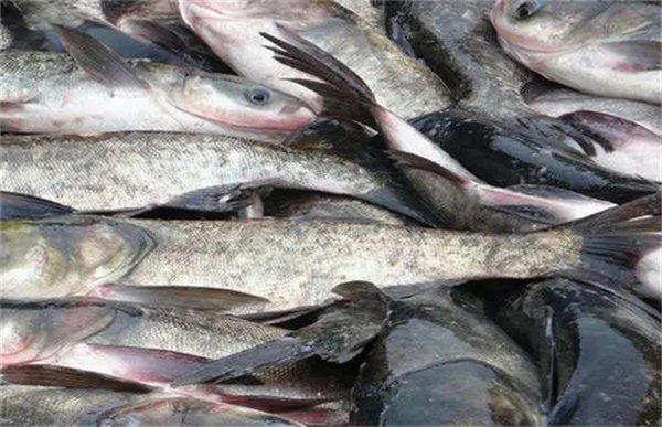 花白鲢长水霉病了怎么回事有什么办法能解决(养鲢鱼的必看)