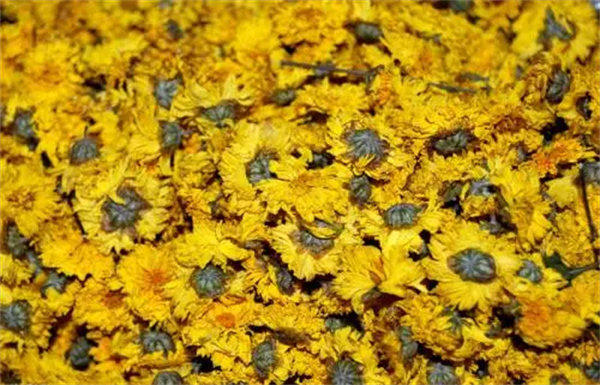 菊花茶的功效与作用(喝菊花茶对身体有哪些好处)