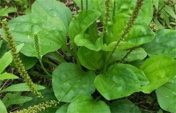 车前草的功效与作用(车前草对痛风有用吗)