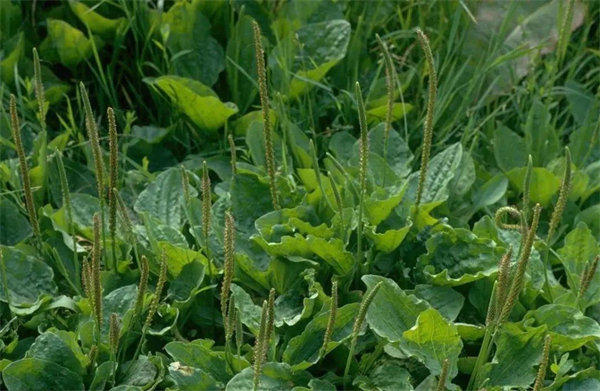 车前草的功效与作用(车前草对痛风有用吗)