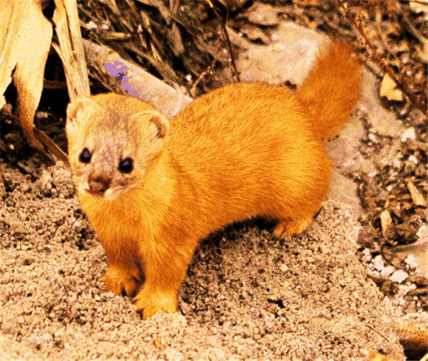 黄鼠狼怕什么怎么驱赶黄鼠狼(不要招惹黄大仙)