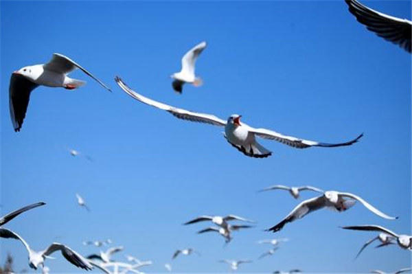 退休后适合养老定居的城市推荐(这个城市房价不算高环境好)