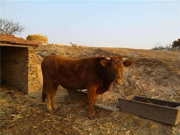 农村趣事杂谈(这种农村事简直震三观)