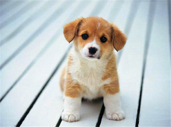 宠物狗肠胃不好怎么办吃什么药？(有些情况不用吃药)