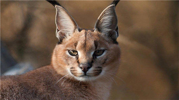 成年狞猫能打得过比特这种狗吗(听说狞猫可以斗狼)