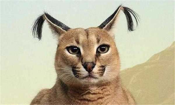 成年狞猫能打得过比特这种狗吗(听说狞猫可以斗狼)