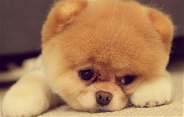 宠物主人的以下行为对宠物不好甚至伤害(你做过吗)