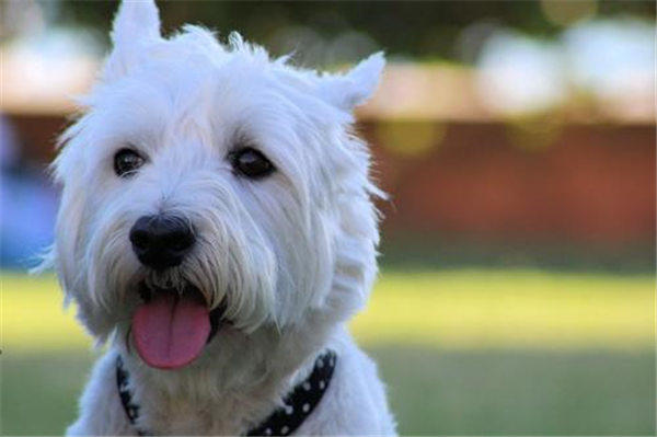 宠物主人的以下行为对宠物不好甚至伤害(你做过吗)