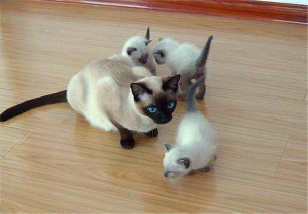 宠物猫宠物狗对主人的呼吸系统有影响吗(养猫养狗的注意了)