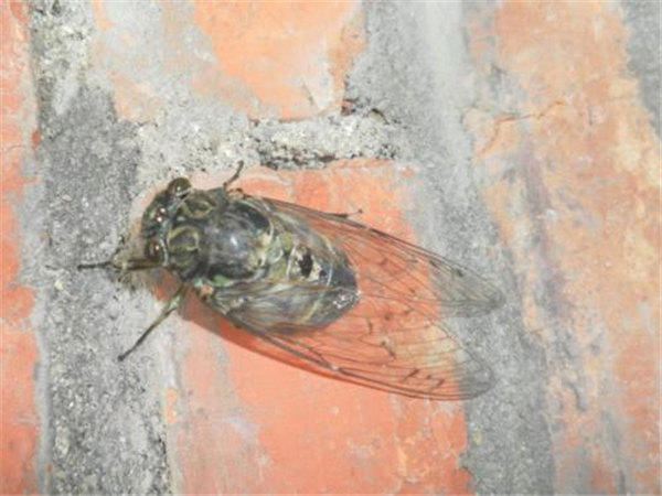 李商隐的《蝉》翻译，第四句被评为神句