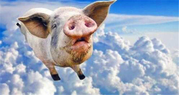 今年的猪肉价格多少钱？明年的猪肉行情会怎样？