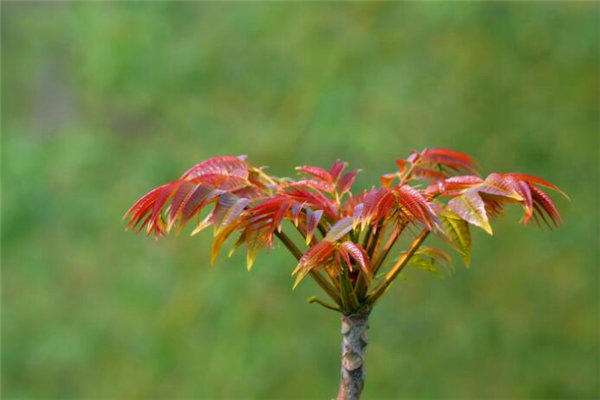 家里院子里有香椿树好吗?“香椿过房,定损主人”有道理吗?