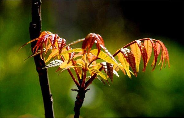 家里院子里有香椿树好吗？“香椿过房，定损主人”有道理吗？