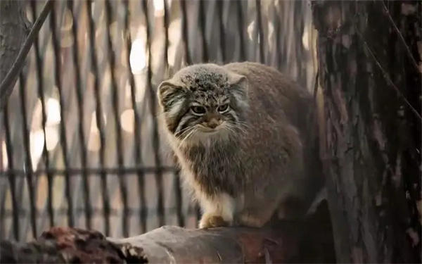 兔狲是什么样的动物(个头虽小却异常凶猛)