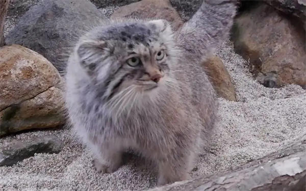 兔狲是什么样的动物(个头虽小却异常凶猛)