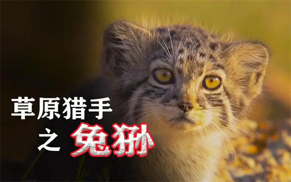 兔狲是什么样的动物(个头虽小却异常凶猛)