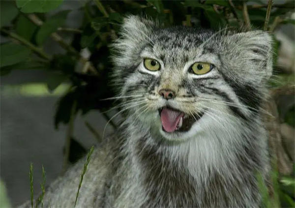 兔狲是什么样的动物(个头虽小却异常凶猛)