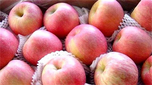 今年苹果行情及价格走势预测(30年果农说说自己看法)