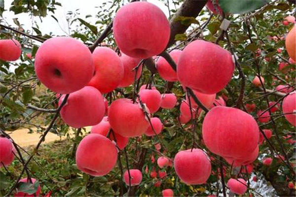 今年苹果行情及价格走势预测(30年果农说说自己看法)