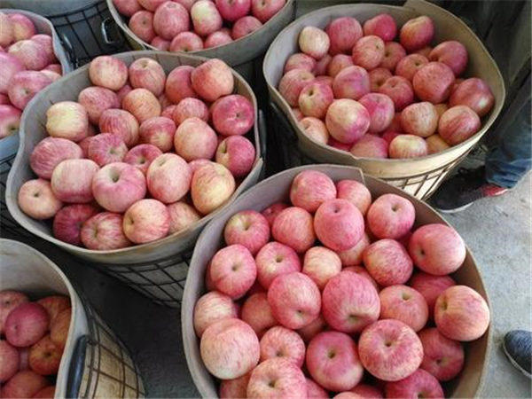 今年苹果行情及价格走势预测(30年果农说说自己看法)