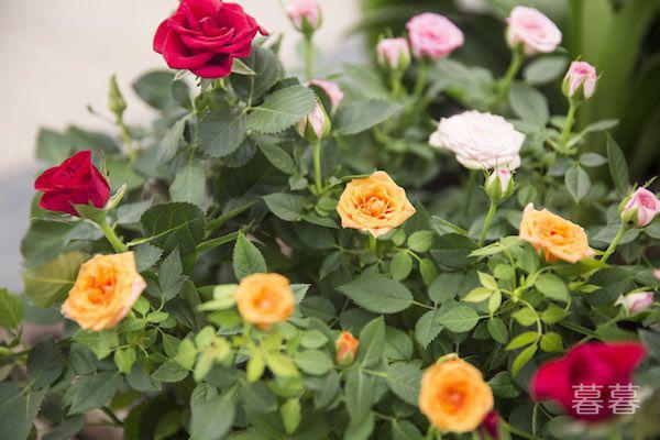 重阳节需要做什么 这才是最有传统味道的节日