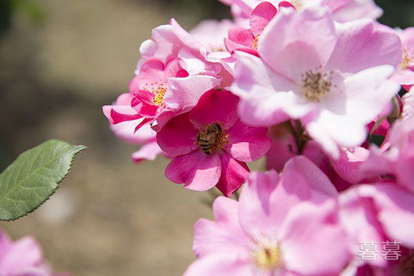 彻底放弃一段感情的说说 学会割舍是最重要的事