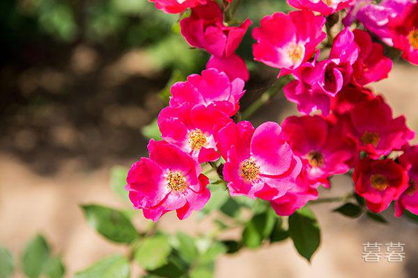 彻底放弃一段感情的说说 学会割舍是最重要的事