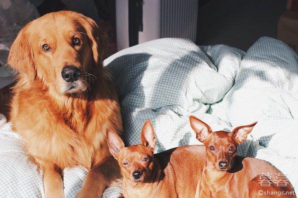 生二胎如何安抚第一个孩子 这句话千万不要说