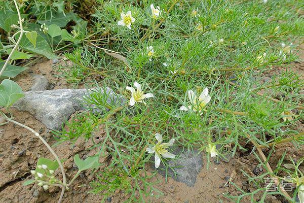 偷玉米的贼意外成了英雄 是他救了村长