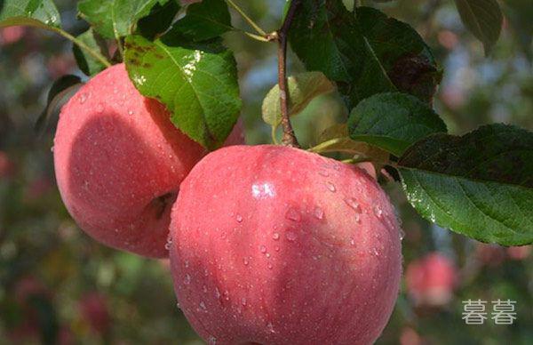 中秋节的传统食物有哪些 月饼只是代表性食物之一