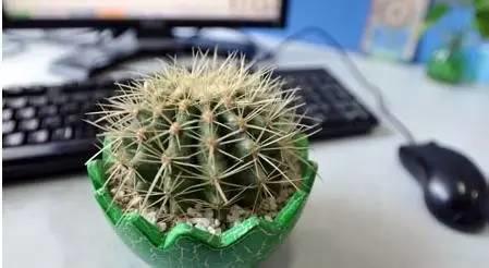 电脑前放盆仙人掌能不能防辐射
